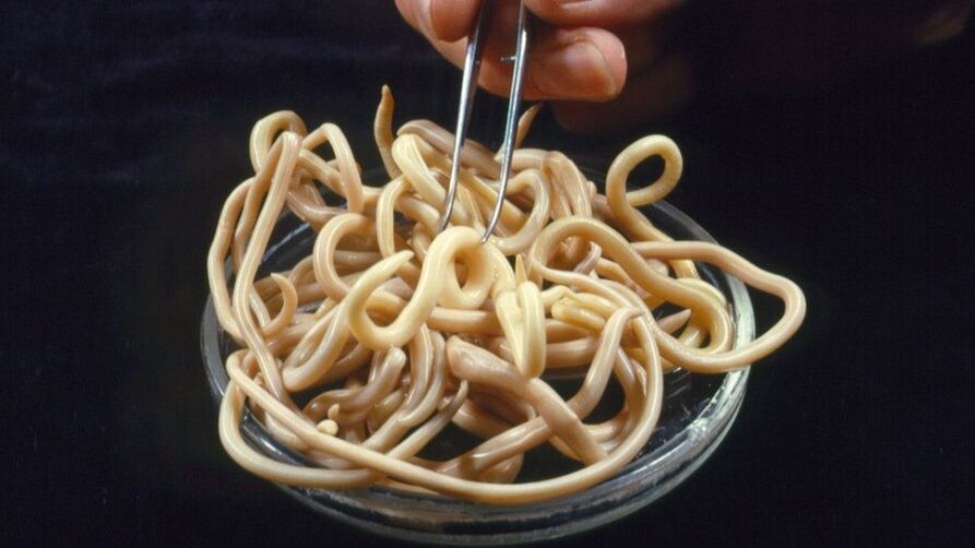 parásitos del cuerpo humano