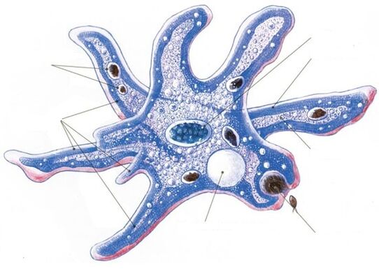 estructura de un parásito protozoario