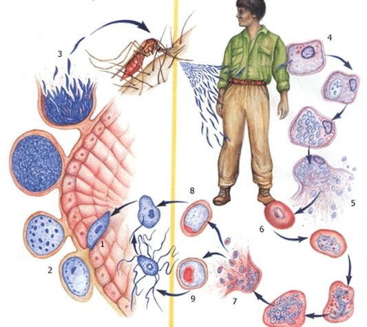 métodos de reproducción de parásitos protozoarios