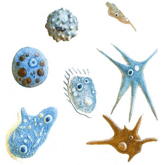 tipos de parásitos protozoarios
